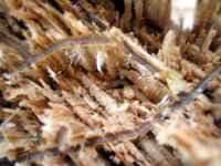 カシノナガキクイムシの穿孔跡と幼虫