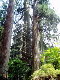 樹高約35ｍ、根元の幹周り約9.3ｍ、推定樹齢500年の対象杉