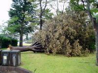 ベッコウダケによる根株心材腐朽で倒木したケヤキ