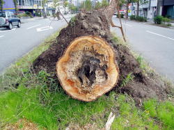 倒木したほとんどの木は心材部が腐朽している