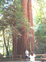 redwood03