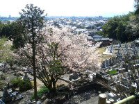長慶寺　桜